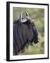 Blue Wildebeest (Brindled Gnu) (Connochaetes Taurinus), Imfolozi Game Reserve, South Africa, Africa-James Hager-Framed Photographic Print