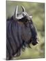 Blue Wildebeest (Brindled Gnu) (Connochaetes Taurinus), Imfolozi Game Reserve, South Africa, Africa-James Hager-Mounted Photographic Print