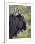 Blue Wildebeest (Brindled Gnu) (Connochaetes Taurinus), Imfolozi Game Reserve, South Africa, Africa-James Hager-Framed Photographic Print