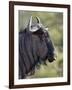 Blue Wildebeest (Brindled Gnu) (Connochaetes Taurinus), Imfolozi Game Reserve, South Africa, Africa-James Hager-Framed Photographic Print
