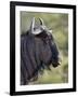 Blue Wildebeest (Brindled Gnu) (Connochaetes Taurinus), Imfolozi Game Reserve, South Africa, Africa-James Hager-Framed Photographic Print