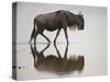 Blue Wildebeest (Brindled Gnu) (Connochaetes Taurinus) in the Water-James Hager-Stretched Canvas