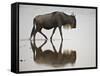 Blue Wildebeest (Brindled Gnu) (Connochaetes Taurinus) in the Water-James Hager-Framed Stretched Canvas