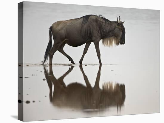 Blue Wildebeest (Brindled Gnu) (Connochaetes Taurinus) in the Water-James Hager-Stretched Canvas