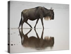 Blue Wildebeest (Brindled Gnu) (Connochaetes Taurinus) in the Water-James Hager-Stretched Canvas