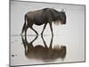 Blue Wildebeest (Brindled Gnu) (Connochaetes Taurinus) in the Water-James Hager-Mounted Photographic Print