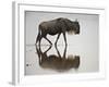 Blue Wildebeest (Brindled Gnu) (Connochaetes Taurinus) in the Water-James Hager-Framed Photographic Print