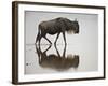 Blue Wildebeest (Brindled Gnu) (Connochaetes Taurinus) in the Water-James Hager-Framed Photographic Print