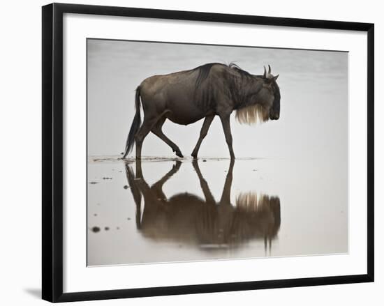 Blue Wildebeest (Brindled Gnu) (Connochaetes Taurinus) in the Water-James Hager-Framed Photographic Print