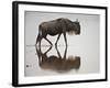 Blue Wildebeest (Brindled Gnu) (Connochaetes Taurinus) in the Water-James Hager-Framed Photographic Print