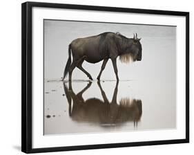 Blue Wildebeest (Brindled Gnu) (Connochaetes Taurinus) in the Water-James Hager-Framed Photographic Print