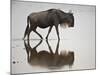 Blue Wildebeest (Brindled Gnu) (Connochaetes Taurinus) in the Water-James Hager-Mounted Photographic Print