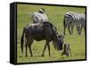 Blue Wildebeest (Brindled Gnu) (Connochaetes Taurinus) Just-Born Calf Trying to Stand-James Hager-Framed Stretched Canvas