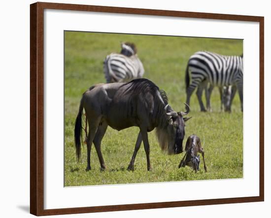 Blue Wildebeest (Brindled Gnu) (Connochaetes Taurinus) Just-Born Calf Trying to Stand-James Hager-Framed Photographic Print