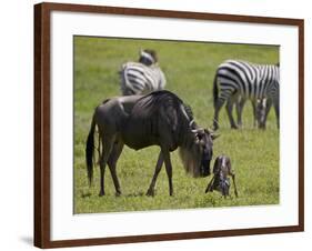 Blue Wildebeest (Brindled Gnu) (Connochaetes Taurinus) Just-Born Calf Trying to Stand-James Hager-Framed Photographic Print