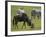 Blue Wildebeest (Brindled Gnu) (Connochaetes Taurinus) Just-Born Calf Trying to Stand-James Hager-Framed Photographic Print
