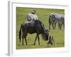 Blue Wildebeest (Brindled Gnu) (Connochaetes Taurinus) Just-Born Calf Trying to Stand-James Hager-Framed Photographic Print