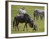 Blue Wildebeest (Brindled Gnu) (Connochaetes Taurinus) Just-Born Calf Trying to Stand-James Hager-Framed Photographic Print