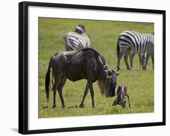 Blue Wildebeest (Brindled Gnu) (Connochaetes Taurinus) Just-Born Calf Trying to Stand-James Hager-Framed Photographic Print