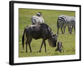 Blue Wildebeest (Brindled Gnu) (Connochaetes Taurinus) Just-Born Calf Trying to Stand-James Hager-Framed Photographic Print