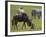 Blue Wildebeest (Brindled Gnu) (Connochaetes Taurinus) Just-Born Calf Trying to Stand-James Hager-Framed Photographic Print