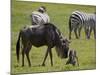 Blue Wildebeest (Brindled Gnu) (Connochaetes Taurinus) Just-Born Calf Trying to Stand-James Hager-Mounted Photographic Print