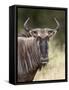 Blue Wildebeest (Brindled Gnu) (Connochaetes Taurinus), Kruger National Park, South Africa, Africa-James Hager-Framed Stretched Canvas