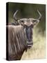 Blue Wildebeest (Brindled Gnu) (Connochaetes Taurinus), Kruger National Park, South Africa, Africa-James Hager-Stretched Canvas