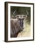 Blue Wildebeest (Brindled Gnu) (Connochaetes Taurinus), Kruger National Park, South Africa, Africa-James Hager-Framed Photographic Print