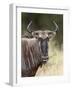 Blue Wildebeest (Brindled Gnu) (Connochaetes Taurinus), Kruger National Park, South Africa, Africa-James Hager-Framed Photographic Print