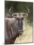 Blue Wildebeest (Brindled Gnu) (Connochaetes Taurinus), Kruger National Park, South Africa, Africa-James Hager-Mounted Photographic Print