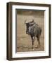 Blue Wildebeest (Brindled Gnu) (Connochaetes Taurinus)-James Hager-Framed Premium Photographic Print