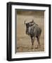 Blue Wildebeest (Brindled Gnu) (Connochaetes Taurinus)-James Hager-Framed Premium Photographic Print