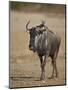 Blue Wildebeest (Brindled Gnu) (Connochaetes Taurinus)-James Hager-Mounted Premium Photographic Print
