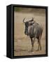 Blue Wildebeest (Brindled Gnu) (Connochaetes Taurinus)-James Hager-Framed Stretched Canvas