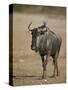 Blue Wildebeest (Brindled Gnu) (Connochaetes Taurinus)-James Hager-Stretched Canvas