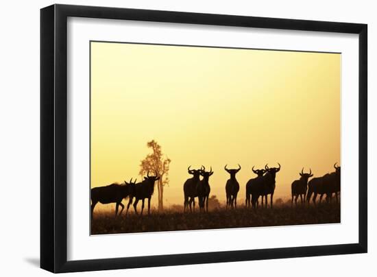 Blue Wildebeest (Connochaetes taurinus) adults and juveniles, Kapiti Plains-Ben Sadd-Framed Photographic Print