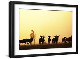 Blue Wildebeest (Connochaetes taurinus) adults and juveniles, Kapiti Plains-Ben Sadd-Framed Photographic Print