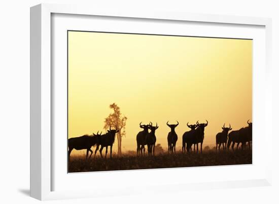 Blue Wildebeest (Connochaetes taurinus) adults and juveniles, Kapiti Plains-Ben Sadd-Framed Photographic Print