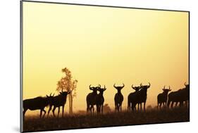 Blue Wildebeest (Connochaetes taurinus) adults and juveniles, Kapiti Plains-Ben Sadd-Mounted Photographic Print