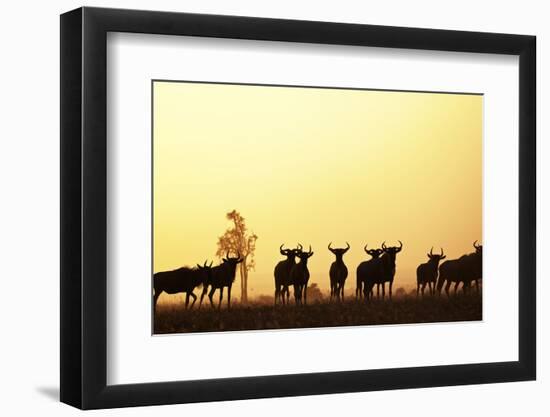 Blue Wildebeest (Connochaetes taurinus) adults and juveniles, Kapiti Plains-Ben Sadd-Framed Photographic Print