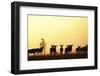 Blue Wildebeest (Connochaetes taurinus) adults and juveniles, Kapiti Plains-Ben Sadd-Framed Photographic Print