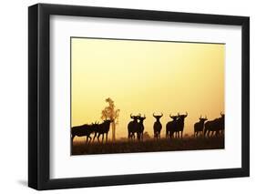 Blue Wildebeest (Connochaetes taurinus) adults and juveniles, Kapiti Plains-Ben Sadd-Framed Photographic Print