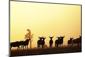 Blue Wildebeest (Connochaetes taurinus) adults and juveniles, Kapiti Plains-Ben Sadd-Mounted Photographic Print