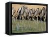 Blue Wildebeest (Connochaetes Taurinus) Drinking at Waterhole, Mkuze, South Africa, Africa-Steve & Ann Toon-Framed Stretched Canvas