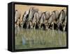 Blue Wildebeest (Connochaetes Taurinus) Drinking at Waterhole, Mkuze, South Africa, Africa-Steve & Ann Toon-Framed Stretched Canvas