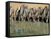 Blue Wildebeest (Connochaetes Taurinus) Drinking at Waterhole, Mkuze, South Africa, Africa-Steve & Ann Toon-Framed Stretched Canvas