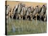 Blue Wildebeest (Connochaetes Taurinus) Drinking at Waterhole, Mkuze, South Africa, Africa-Steve & Ann Toon-Stretched Canvas