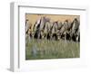 Blue Wildebeest (Connochaetes Taurinus) Drinking at Waterhole, Mkuze, South Africa, Africa-Steve & Ann Toon-Framed Photographic Print