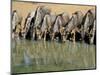 Blue Wildebeest (Connochaetes Taurinus) Drinking at Waterhole, Mkuze, South Africa, Africa-Steve & Ann Toon-Mounted Photographic Print